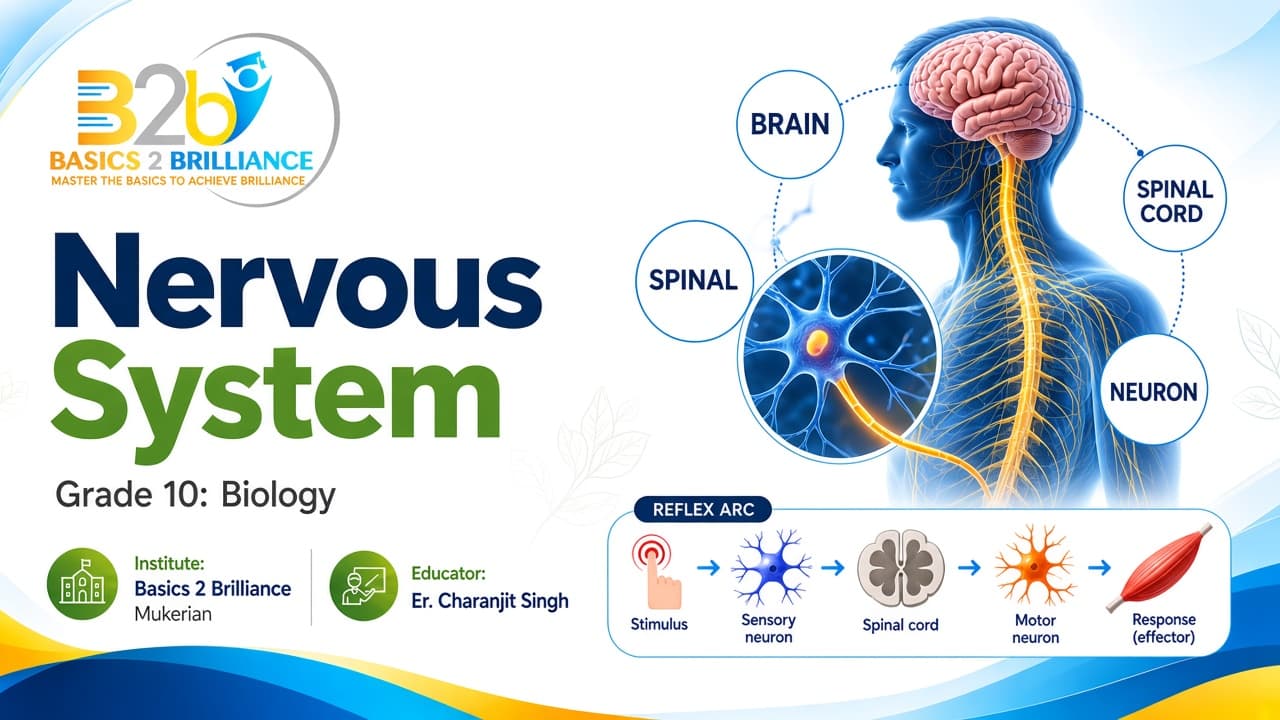Grade 10 Biology · Ch 7 Control and Coordination: Nervous System